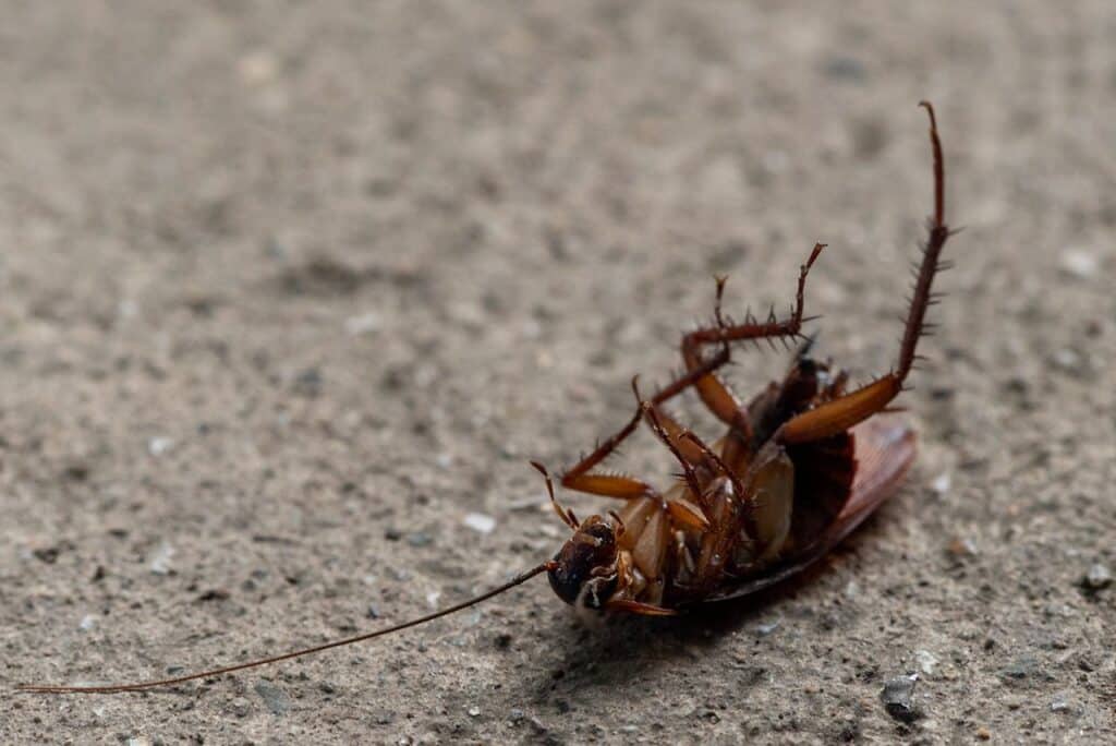 Body of cockroach lying upside down on stone floor 