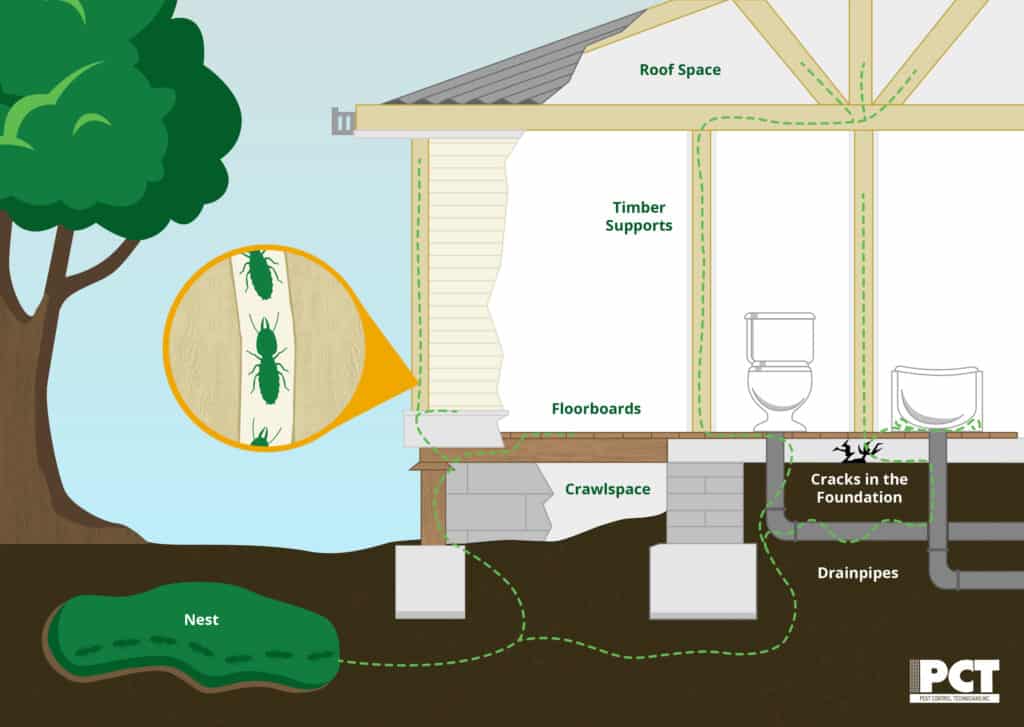 Diagram of how termites enter the home. Main feature is a tree pictured left of a cross-section of a home. Underground thin tubes run from the base of the dead tree up through the crawlspace and into the floor and walls of the home. Mud tubes alongside concrete blocks and gaps in the foundation are also used. 