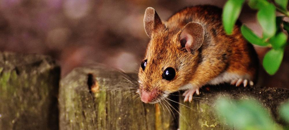 Small brown mouse foraging on a fence post 