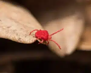 Bright red clover mite with large antennae crawling between dried leaves 