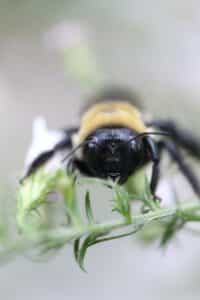 Black and yellow carpenter been hovering over rosemary twig 