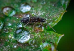 Springtail bug crawling on a wet leaf - extreme closeup 